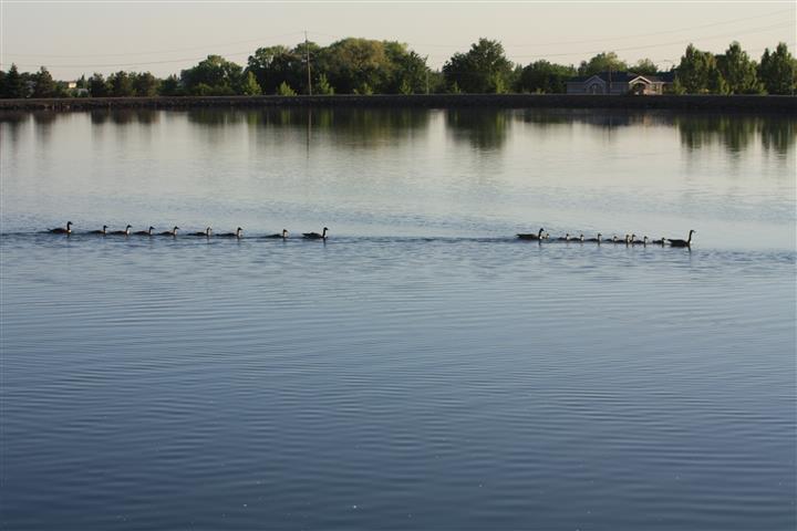 Geese family enjoying California Park Lake in Chico